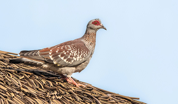Speckled pigeon