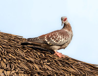 Speckled pigeon