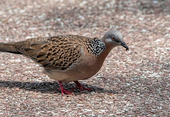 Spotted dove