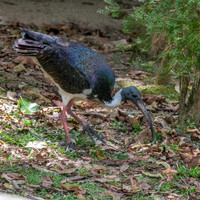 Straw necked ibis