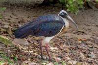 Straw necked ibis