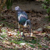 Straw necked ibis