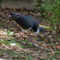 Straw necked ibis