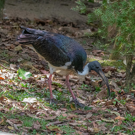 Straw necked ibis