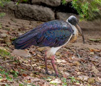 Straw necked ibis