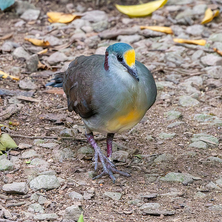 Sulawesi dove
