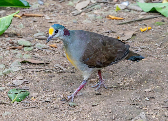 Sulawesi dove
