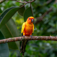 Sun parakeet