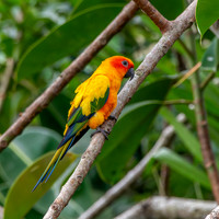 Sun parakeet