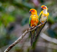 Sun parakeet