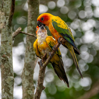 Sun parakeet