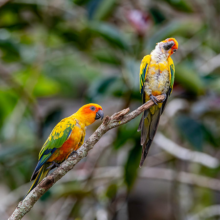 Sun parakeet