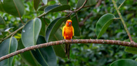 Sun parakeet