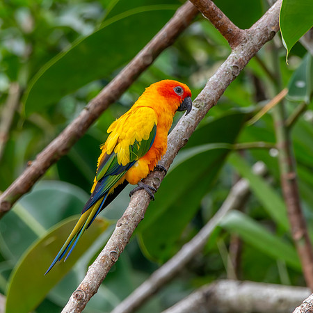 Sun parakeet