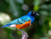 Superb starling