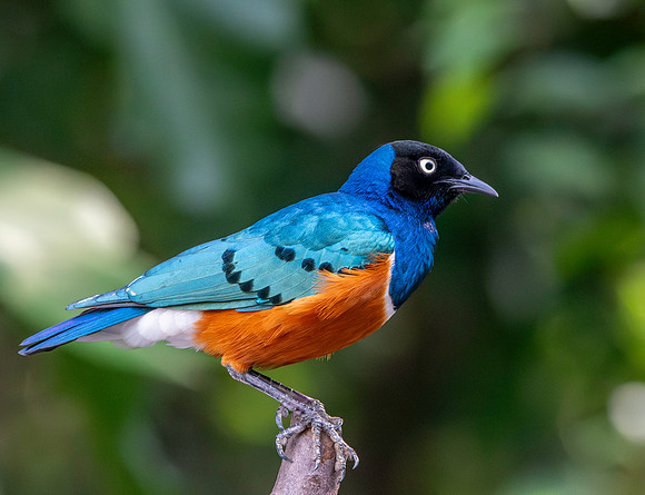 Superb starling