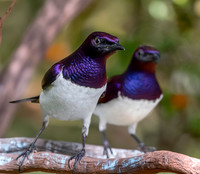 Violet backed starling