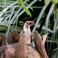 Von der Decken's hornbill