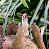 Von der Decken's hornbill