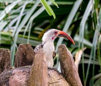 Von der Decken's hornbill