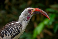 Von der Decken's hornbill