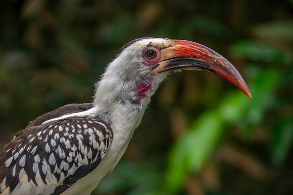 Von der Decken's hornbill