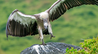White backed vulture, flying