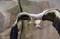 White backed vulture, flying