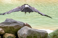 White backed vulture, flying