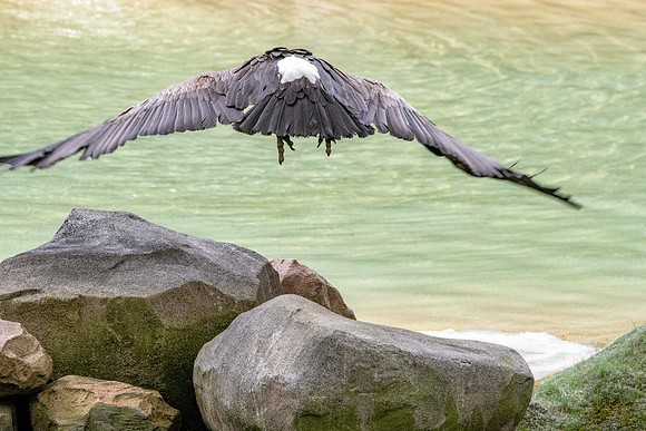 White backed vulture, flying
