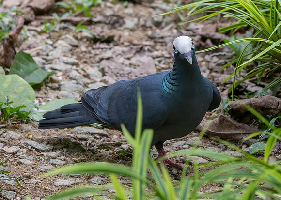 White crowned pigeon