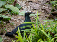 White crowned pigeon