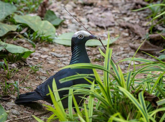 White crowned pigeon