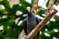 White crowned pigeon