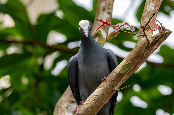 White crowned pigeon