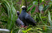 White crowned pigeon