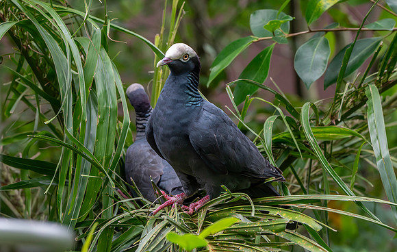 White crowned pigeon