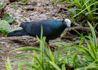 White crowned pigeon