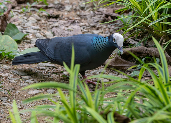 White crowned pigeon