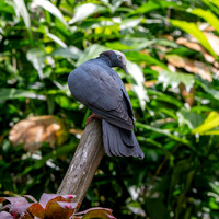 White crowned pigeon
