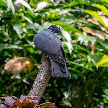 White crowned pigeon