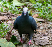 White crowned pigeon