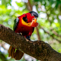 Yellow bibbed lory