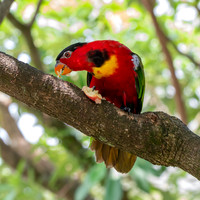 Yellow bibbed lory