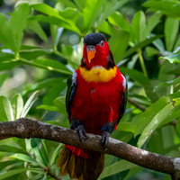 Yellow bibbed lory