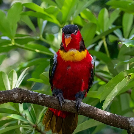 Yellow bibbed lory