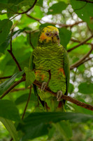 Yellow faced parrot