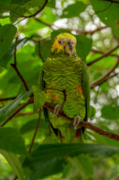 Yellow faced parrot