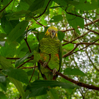 Yellow faced parrot