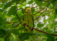 Yellow faced parrot